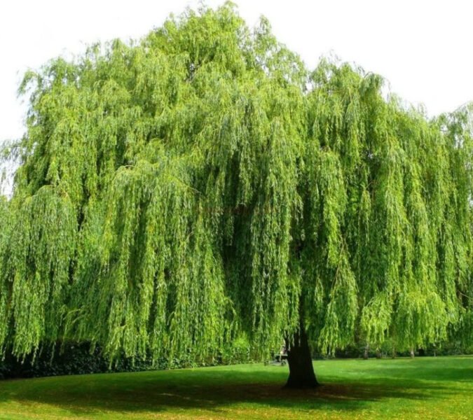 Bức tranh phong cảnh cây Dương Liễu mềm mại biểu trưng cho nạp âm Dương Liễu Mộc của người sinh 2002 là mệnh gì