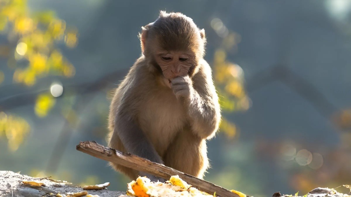 Các câu hỏi thường gặp về phong thủy và vận mệnh nam sinh 2004 Giáp Thân.