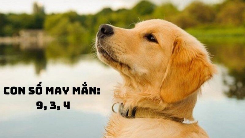 Các con số may mắn phù hợp với 1994 tuổi gì mệnh gì gồm 9, 3 và 4