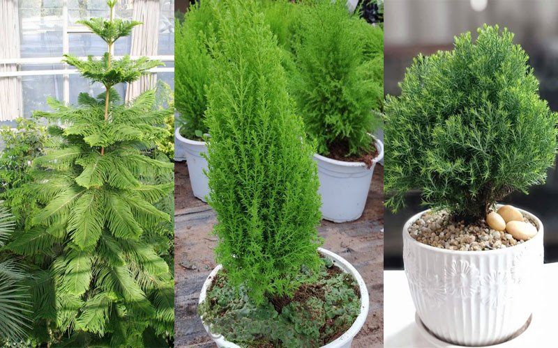 Các loại cây sơn tùng phổ biến trong phong thủy