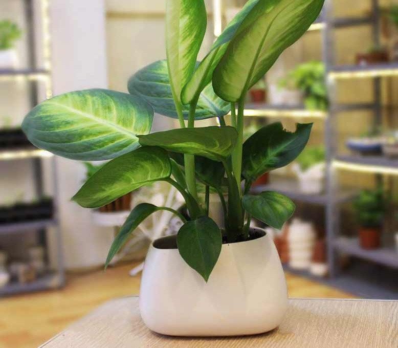 Các loại cây Vạn Niên Thanh phổ biến dùng trong trang trí nhà cửa, văn phòng