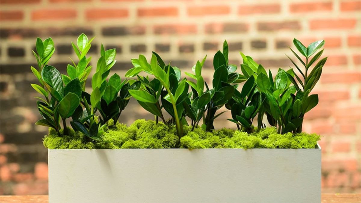 Các loại cây xanh phong thủy mang lại năng lượng tích cực cho người sinh năm 1988 mệnh Mộc.