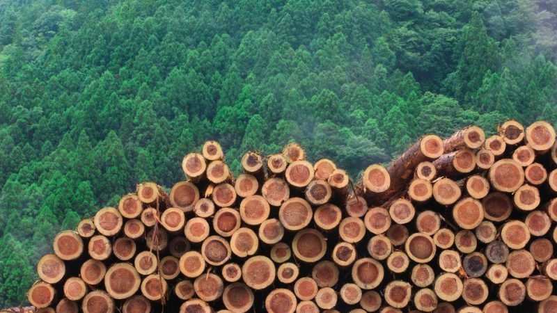 Tổng hợp các loại gỗ ghép phổ biến trên thị trường hiện nay và tên gọi tiếng Anh của chúng