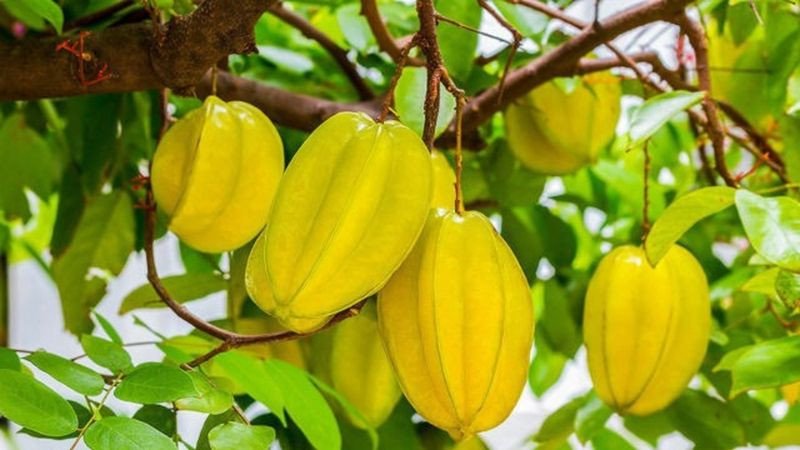 Các loại quả chua hoặc đắng không nên xuất hiện trên mâm cúng rằm tháng 7