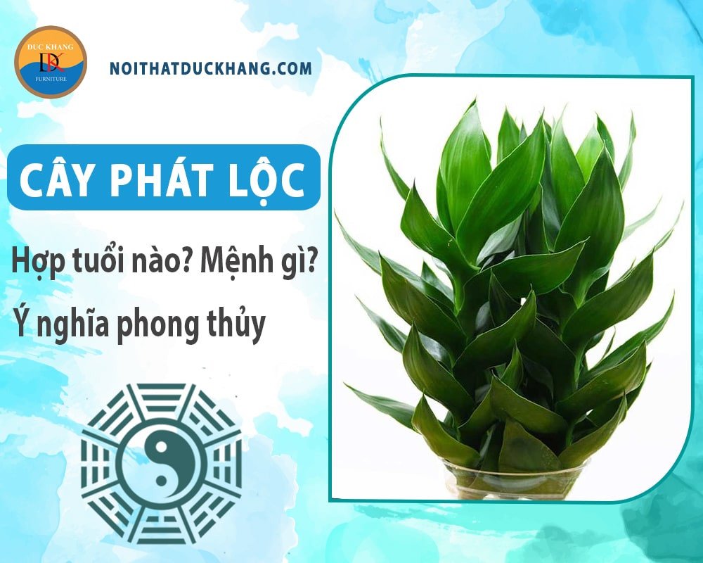 Các mẫu cây phát tài phát lộc với kiểu dáng và kích thước đa dạng, phù hợp nhiều không gian trang trí khác nhau.