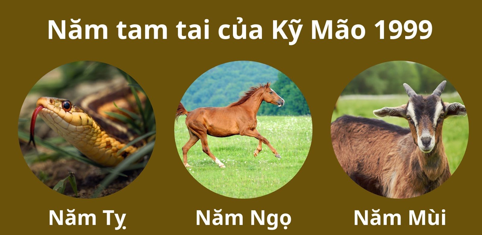 Các năm Tỵ, Ngọ, Mùi là chu kỳ tam tai của người tuổi Kỷ Mão 1999