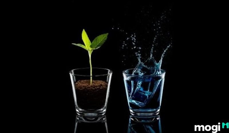 Các sao ít chịu ảnh hưởng từ tuần triệt trong tử vi