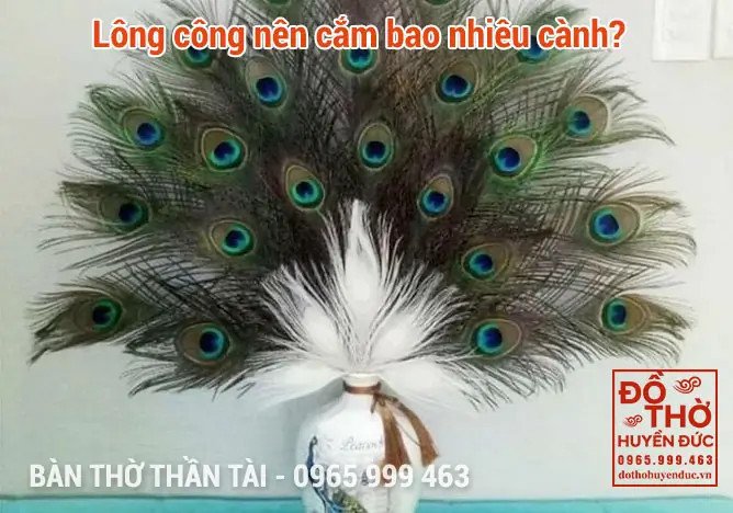 Cách cắm lông công đúng số lượng theo phong thủy mang lại vượng khí