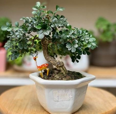 Cách chăm sóc cây cần thăng hợp mệnh gì