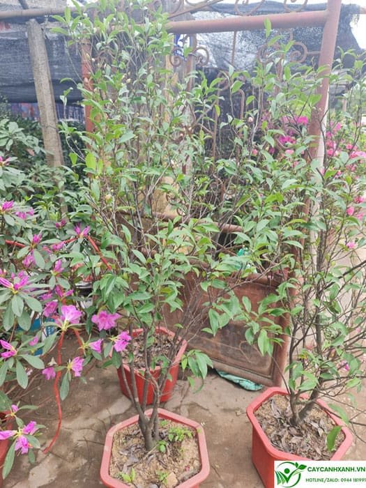 Cách chăm sóc lan tiêu ra hoa