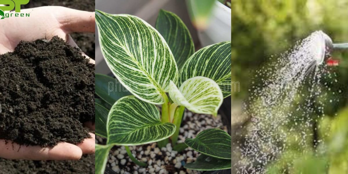 Cách chăm sóc trầu bà kim cương để cây phát triển xanh tốt