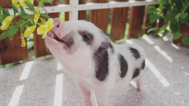 Cách tính hạn Tam Tai và những điều cần biết cho người nam Quý Hợi.