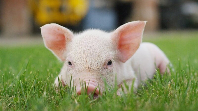 Cách tính năm tam tai và hóa giải vận hạn cho tuổi Đinh Hợi 2007