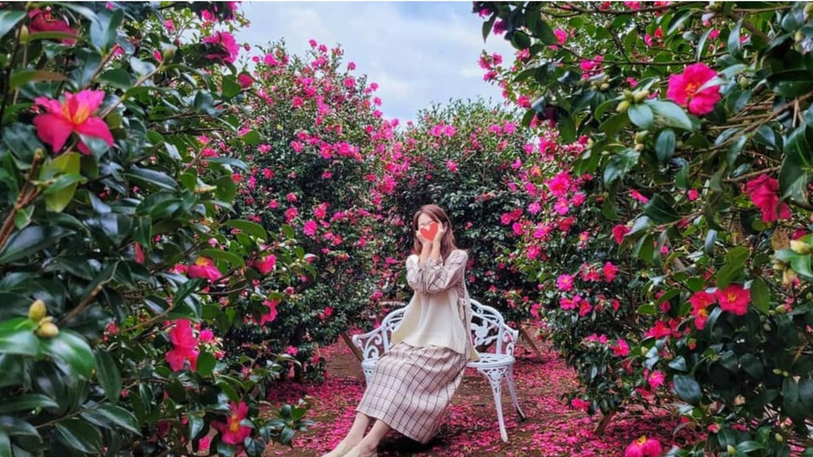 Cách trồng cây hoa trà đúng kỹ thuật để cây phát triển tốt