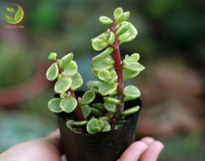 cách trồng cây sen đá đô la hồng