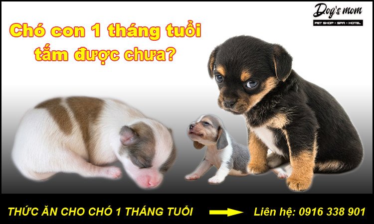 Cách vệ sinh chó con 20 ngày tuổi