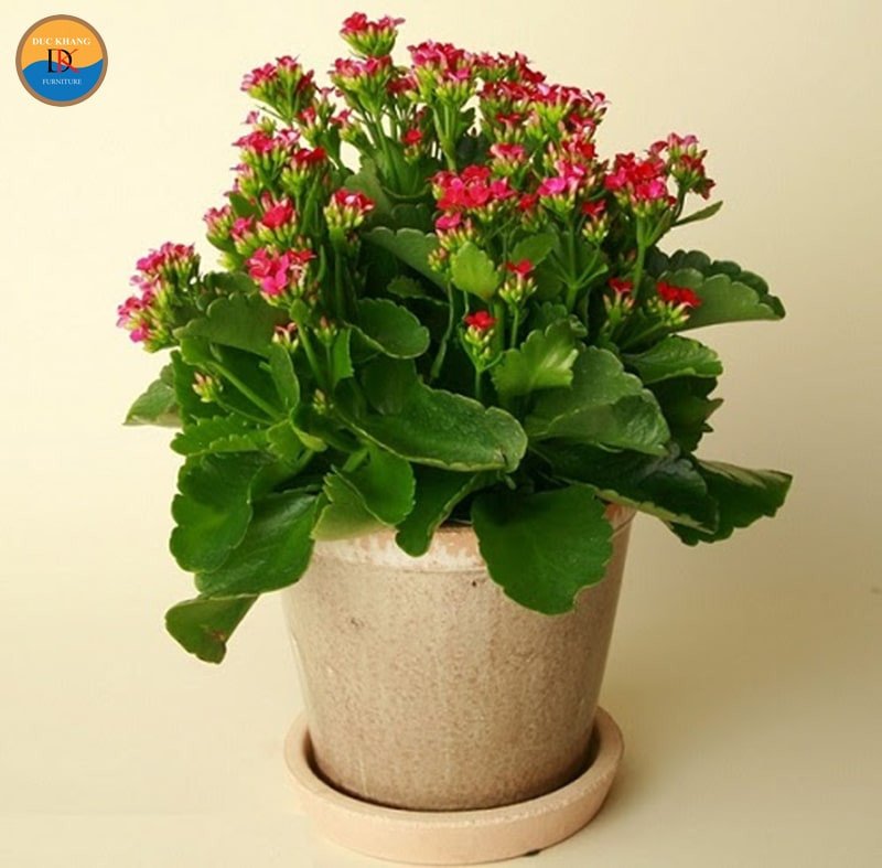 Cận cảnh hoa sống đời màu hồng phấn, biểu tượng của sự may mắn và tài lộc khi chọn cây sống đời hợp mệnh gì.