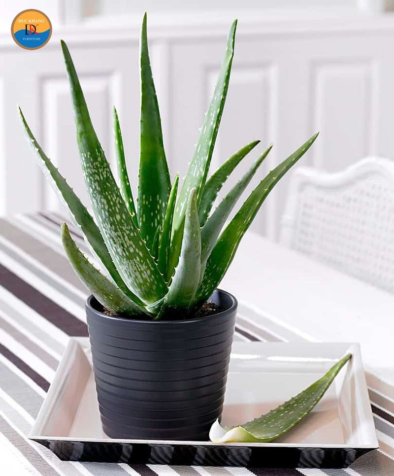 Cận cảnh lá nha đam dày, mọng nước với các răng cưa nhỏ ở mép lá