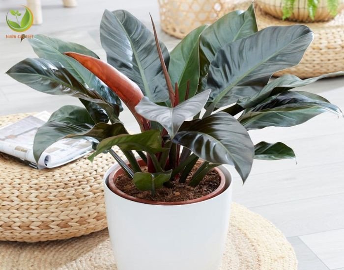 Cận cảnh lá non màu đỏ tía và thân cây trầu bà đế vương đỏ khỏe mạnh