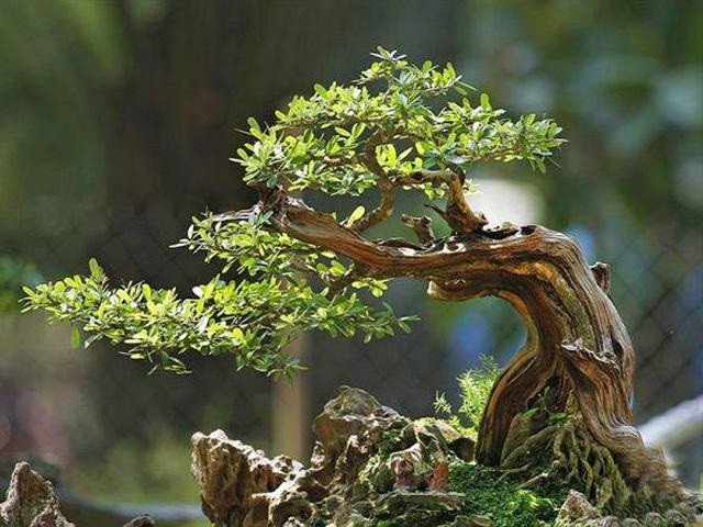 Cận cảnh thân cây linh sam hạt gạo cổ thụ với vỏ sần sùi