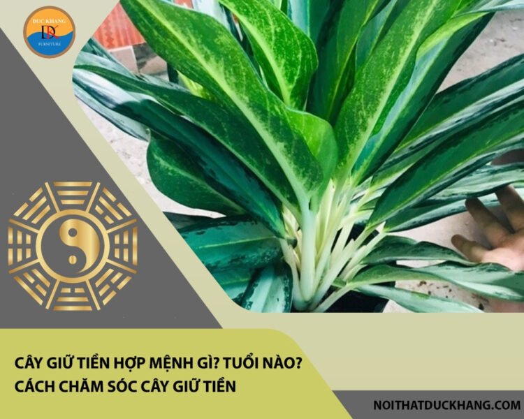 Cận cảnh vẻ đẹp của cây giữ tiền với lá xanh viền trắng, biểu tượng của sự thịnh vượng