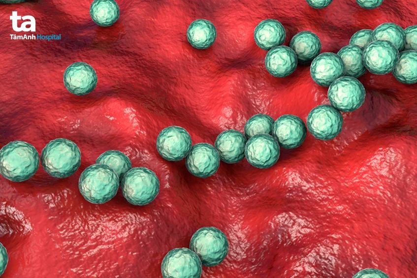 Cận cảnh vi khuẩn liên cầu nhóm A beta tan huyết, một trong những tác nhân chính gây viêm cân mạc hoại tử