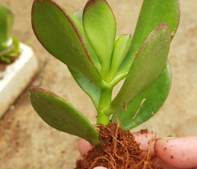 Cành cây ngọc bích đã tách thân, đang ra rễ non trong môi trường đất ẩm