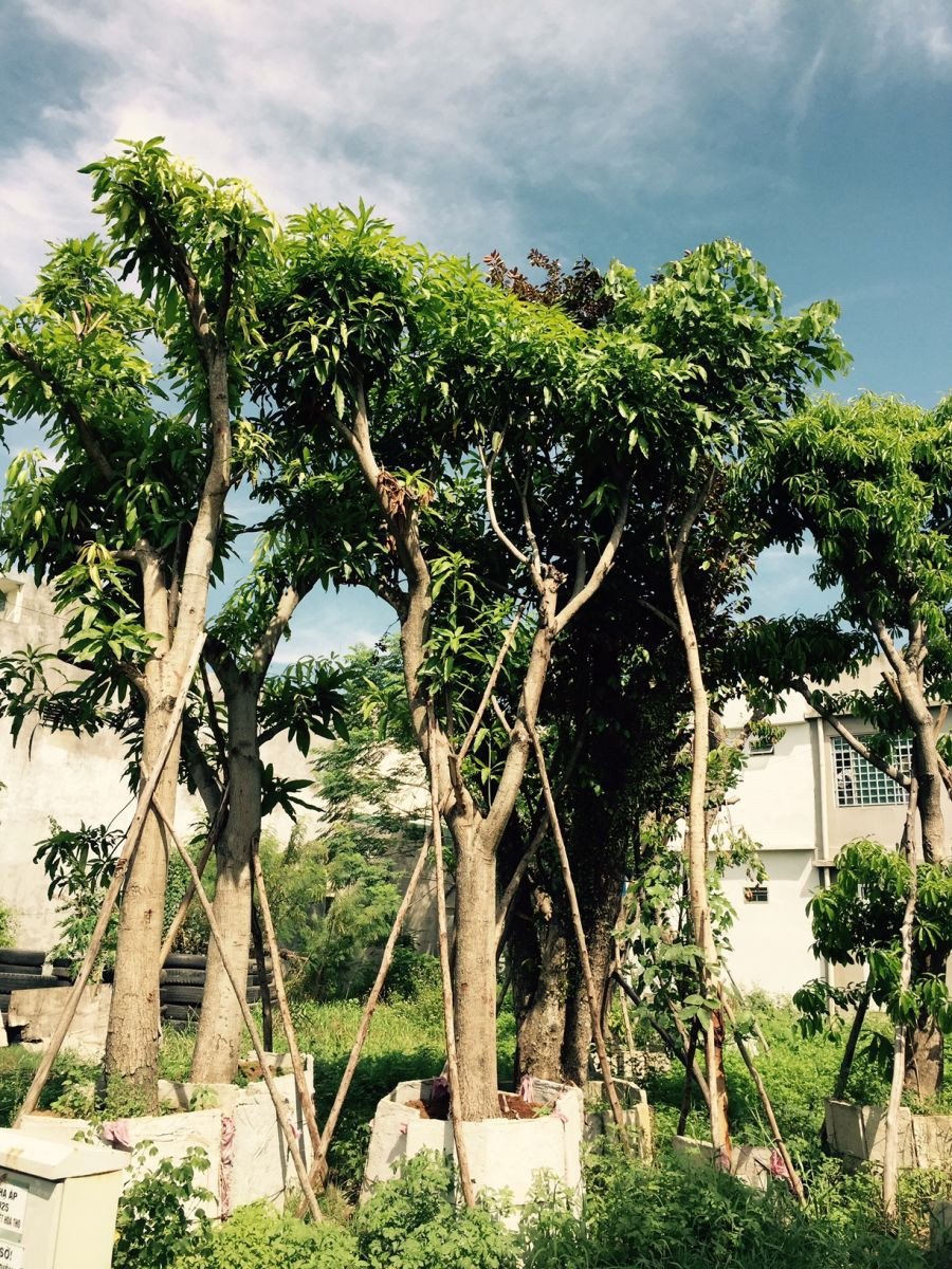 Cành lá cây xoài với phiến lá hình mũi mác