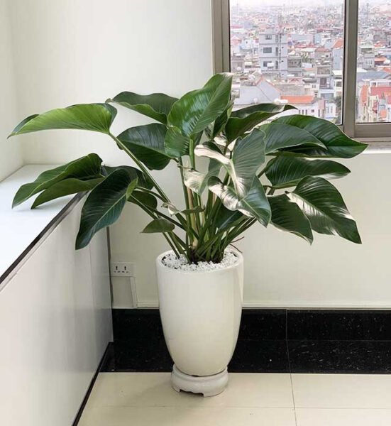 Cây Bạch Mã Hoàng Tử