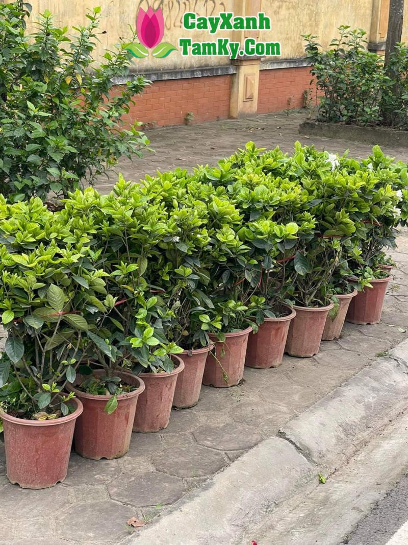 Cây bạch thiên hương hoa kép