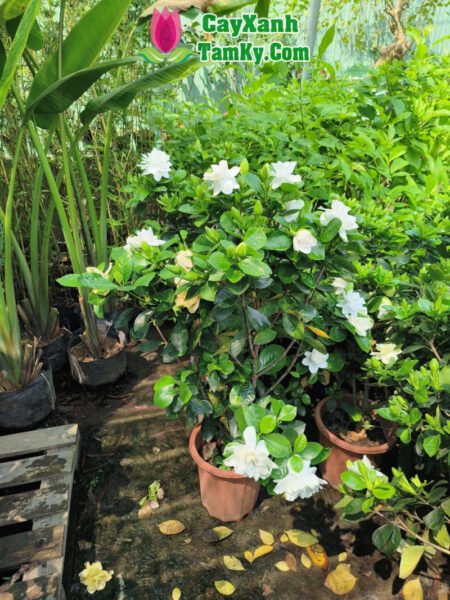 Cây bạch thiên hương nở hoa trắng