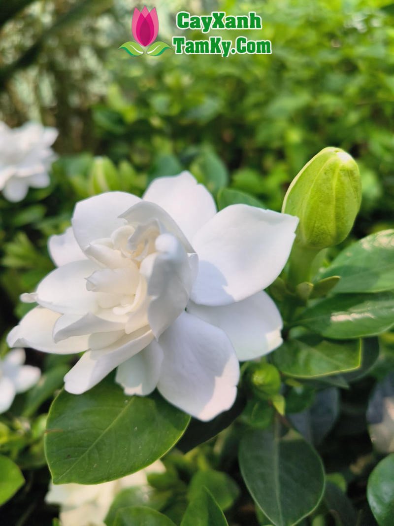 Cây bạch thiên hương thân bụi