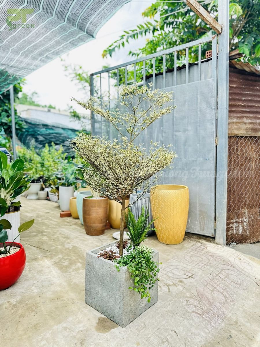 Cây bàng cẩm thạch biểu tượng cho may mắn, tài lộc trong phong thủy