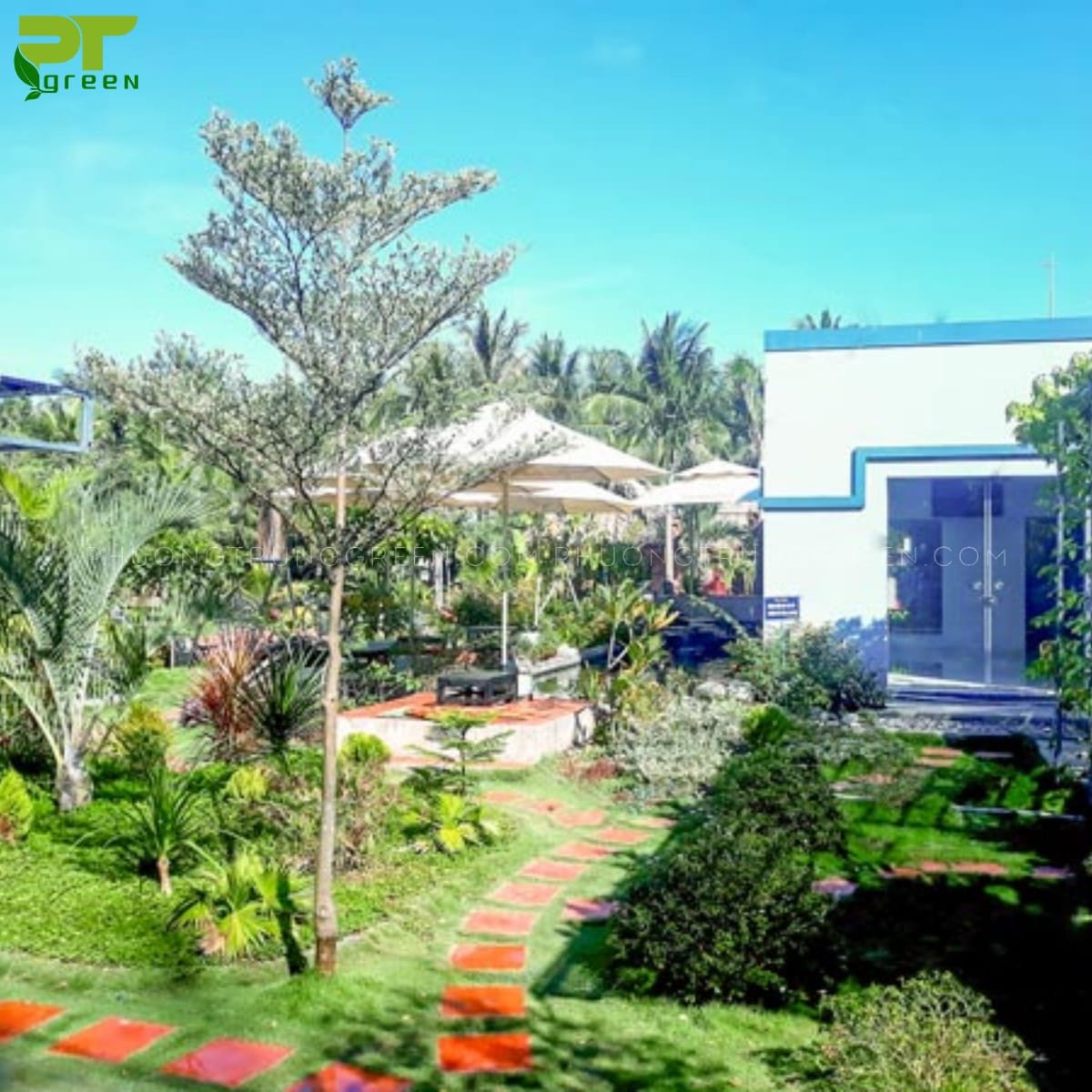 Cây bàng cẩm thạch được trồng trang trí sân vườn rộng lớn, tạo bóng mát và vẻ đẹp