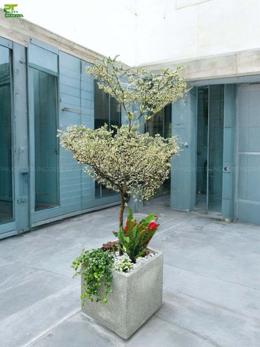 Cây bàng cẩm thạch trồng trong chậu xi măng vuông, kết hợp dương xỉ trang trí