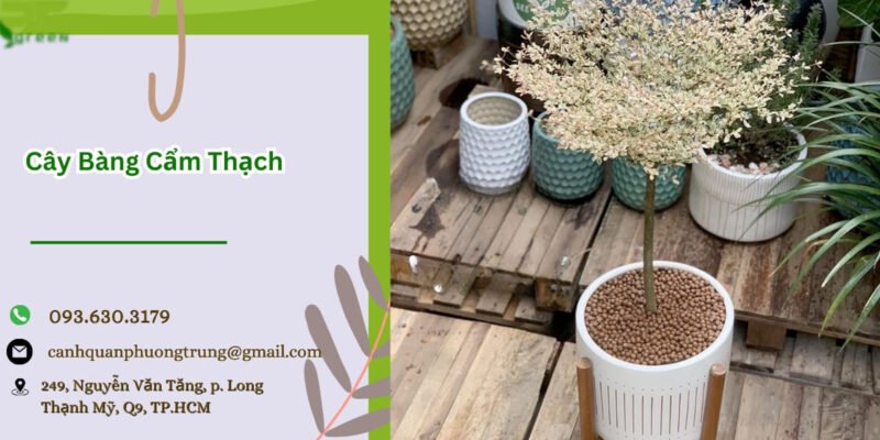 Cây bàng cẩm thạch với lá xanh trắng độc đáo, tô điểm không gian sống