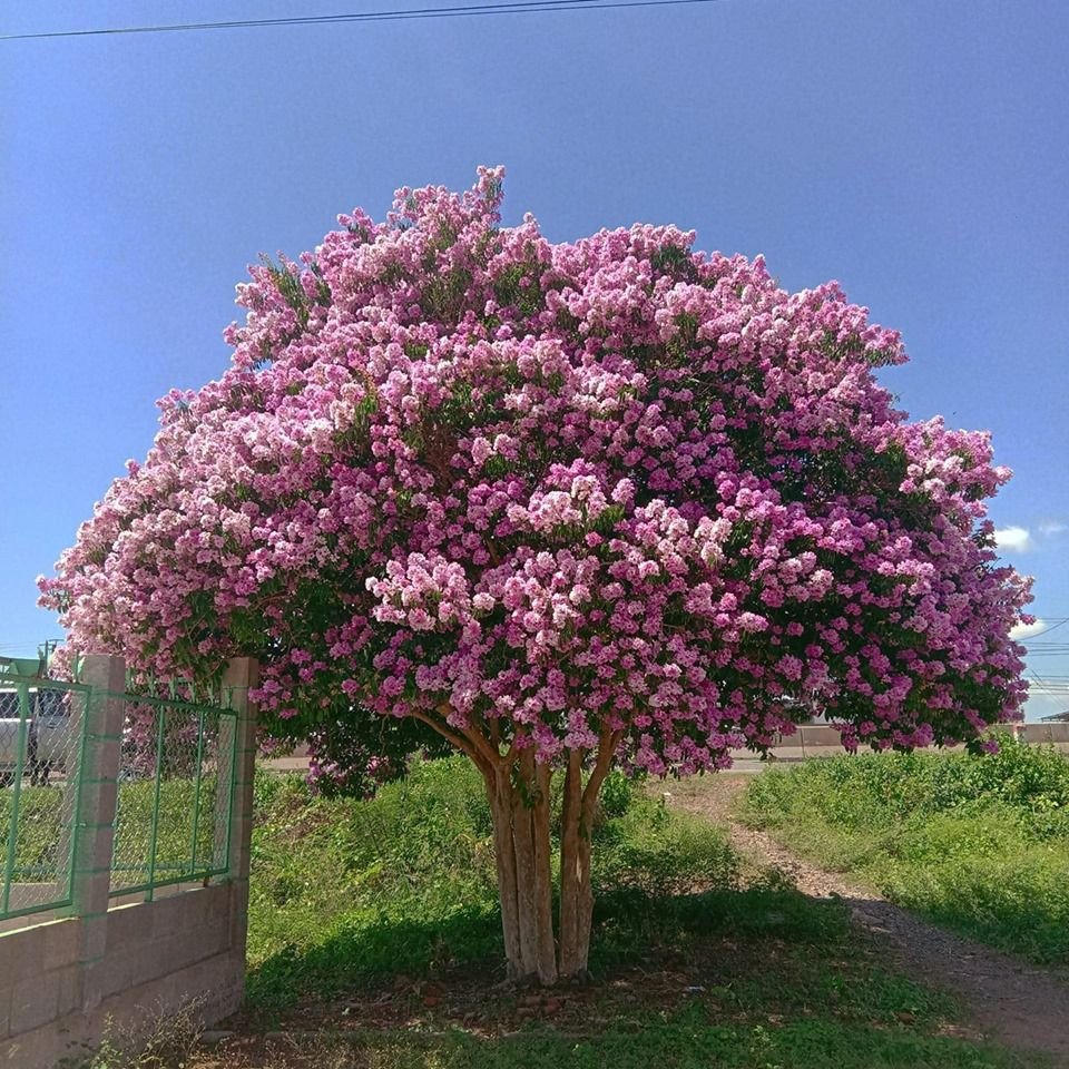 Cây Bằng Lăng được trồng ven đường để tạo bóng mát