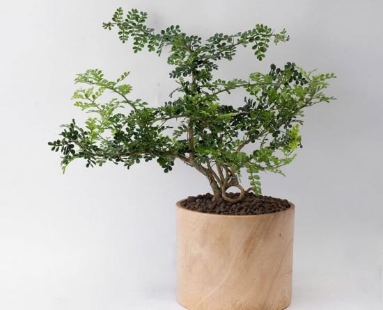 Cây cần thăng hợp mệnh gì trang trí không gian sống