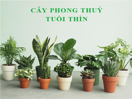 Cây cảnh mang màu sắc mệnh Thổ hợp Bính Thìn 1976