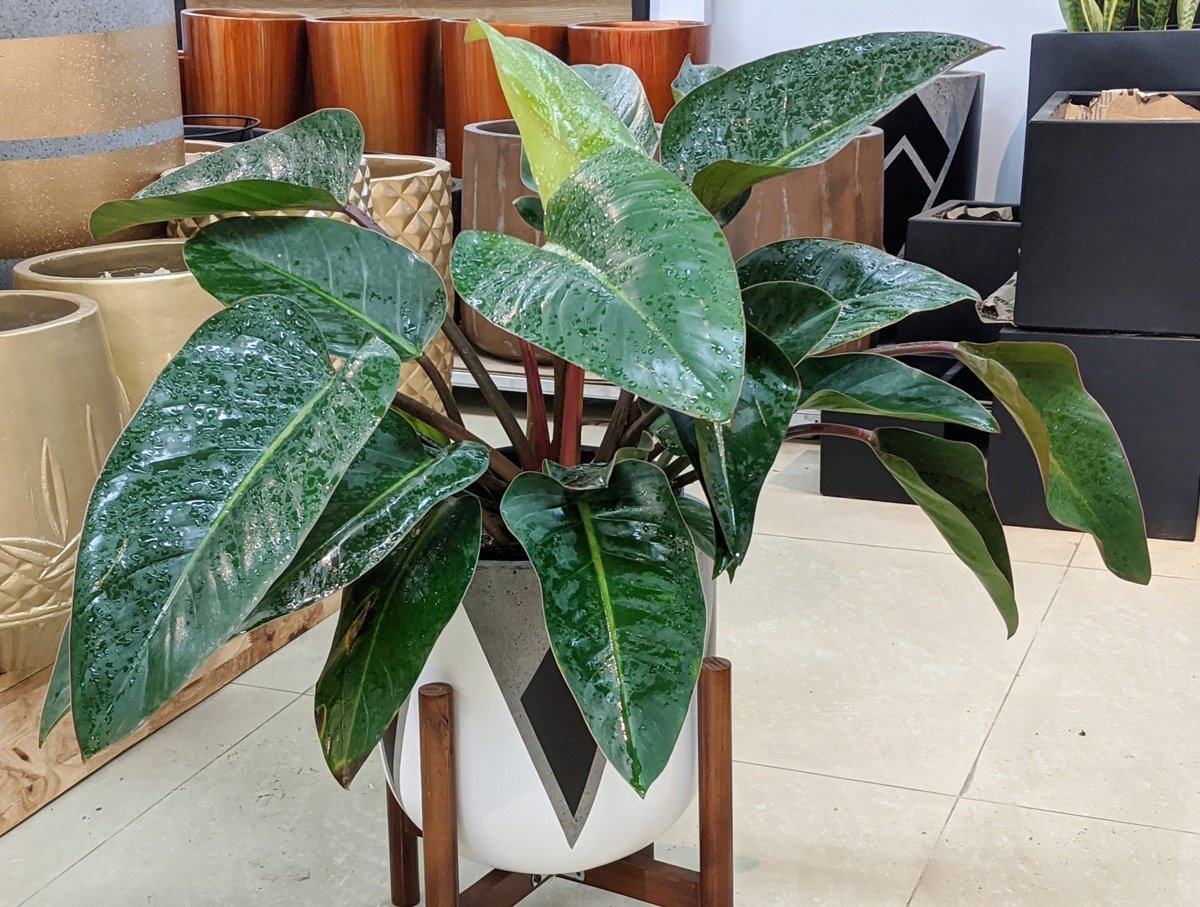 Cây cảnh phong thủy giúp tuổi Tỵ có hôn nhân may mắn