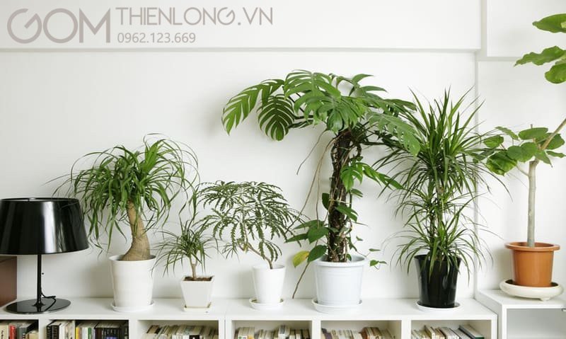 Cây cảnh phong thủy may mắn cho người tuổi Bính Tý 1996 mệnh Thủy