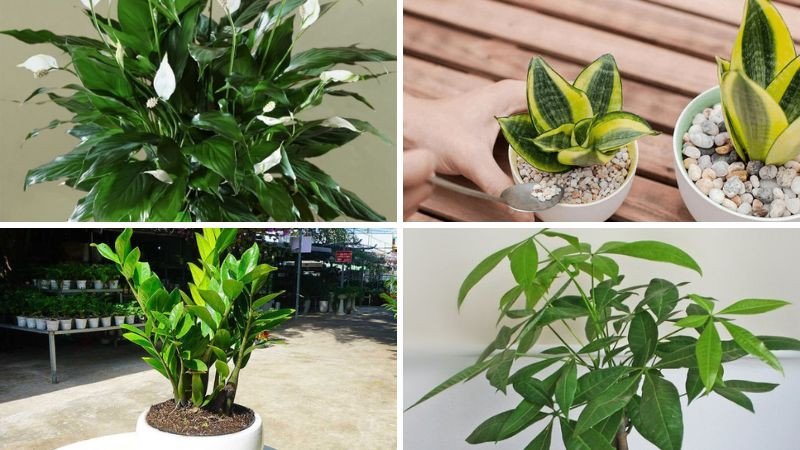 Cây cảnh phong thủy tốt cho người sinh năm 1982 mệnh Thủy