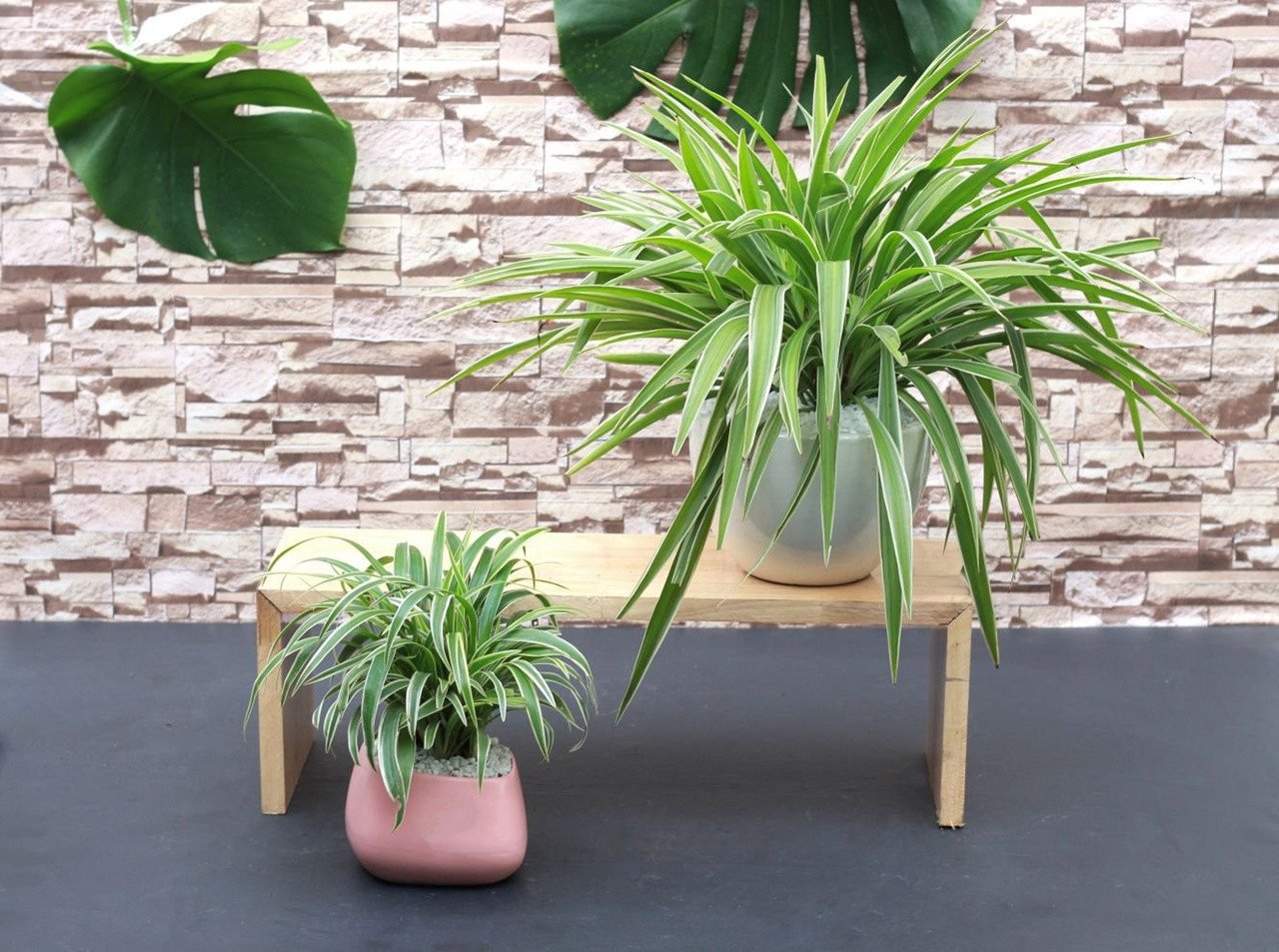 Cây cảnh với các màu sắc tượng trưng cho hành Kim