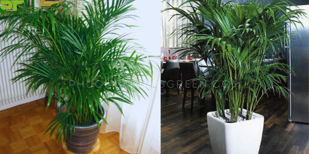 Cây cau cảnh phú quý dáng đẹp, phù hợp trang trí nội thất mang tài lộc