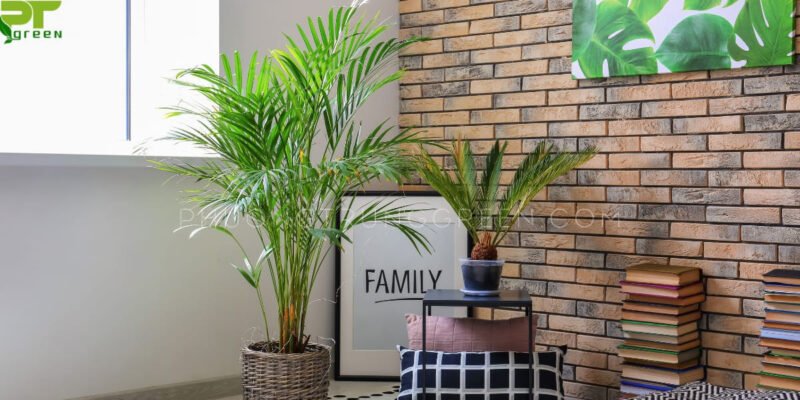 Cây cau cảnh xanh tươi mang ý nghĩa phong thủy và làm sạch không khí