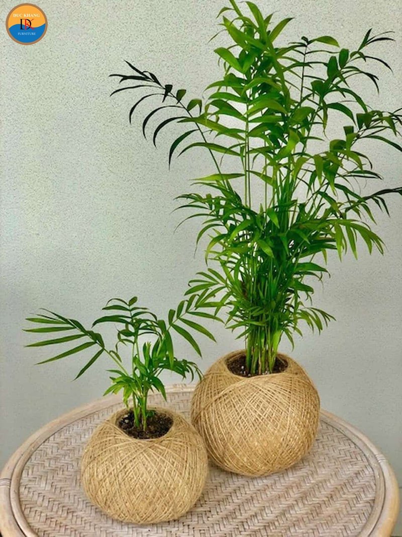 Cây cau tiểu trâm hợp tuổi Thìn Tý Tỵ Sửu mang đến tài lộc