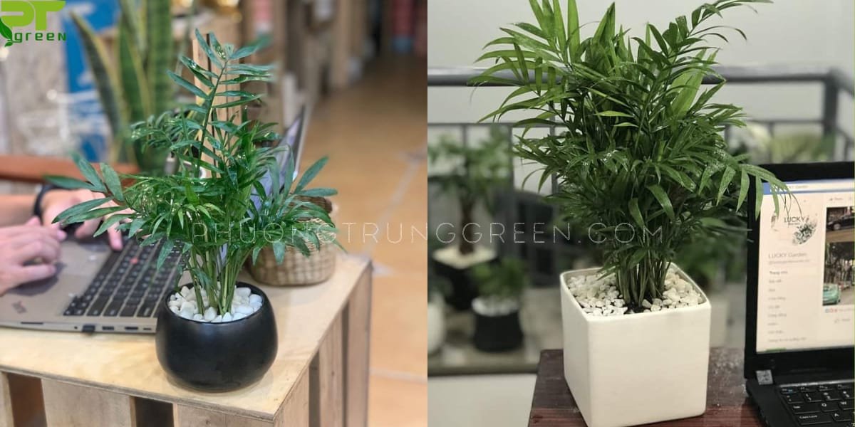 Cây cau tiểu trâm nhỏ xinh để bàn làm việc, tốt cho phong thủy