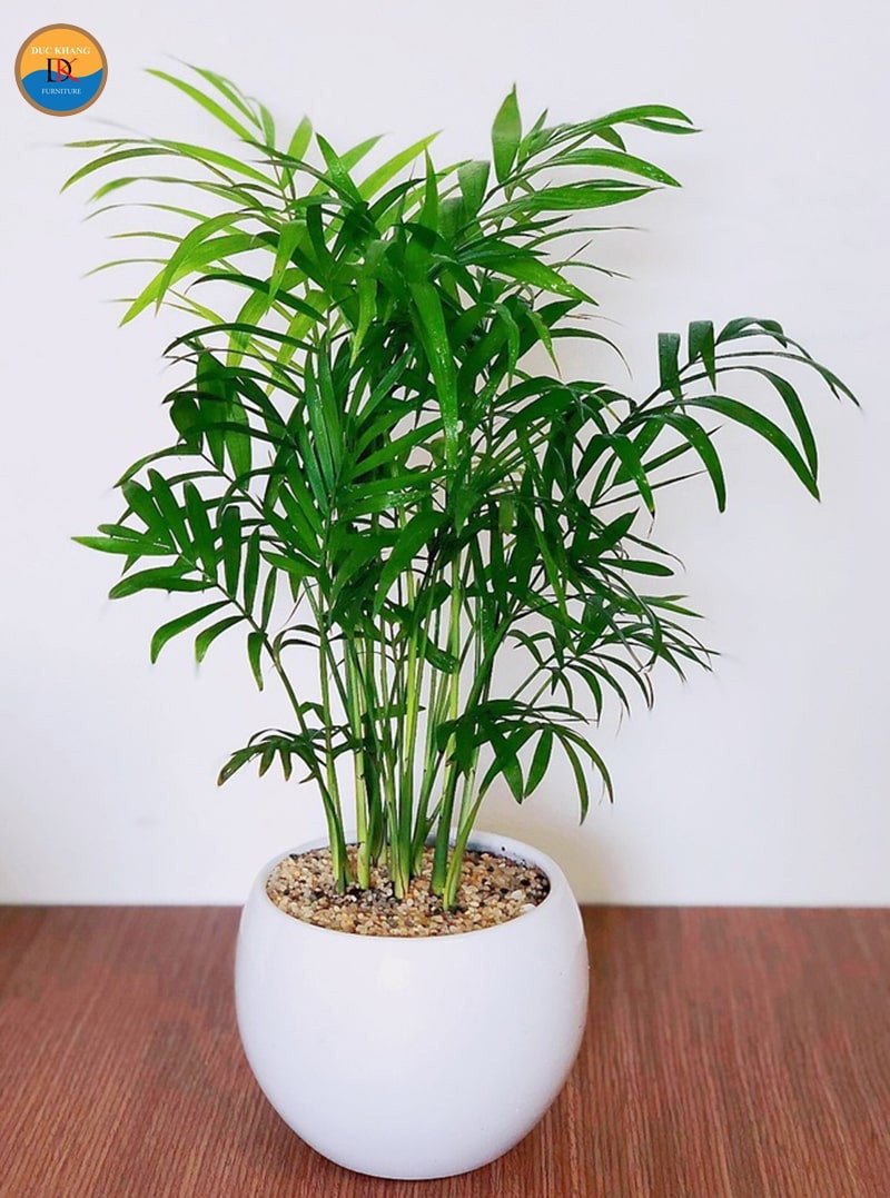 Cây cau tiểu trâm trang trí bàn làm việc mang vẻ đẹp thanh lịch