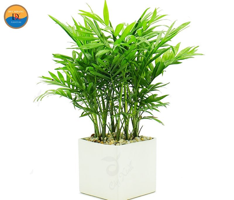 Cây cau tiểu trâm xanh mướt giúp thanh lọc không khí trong nhà