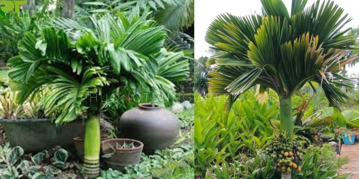 Cây cau tứ quý cảnh với tán lá xanh mướt, tượng trưng sự may mắn